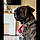 Sarge
