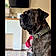 Sarge