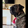 animal, brindle, canine, carpet, collar, companion, dog, domestic_animal, fireplace, furniture, guarding, house, indoor, living_room, mammal, pet, portrait, side_view, sitting, television
