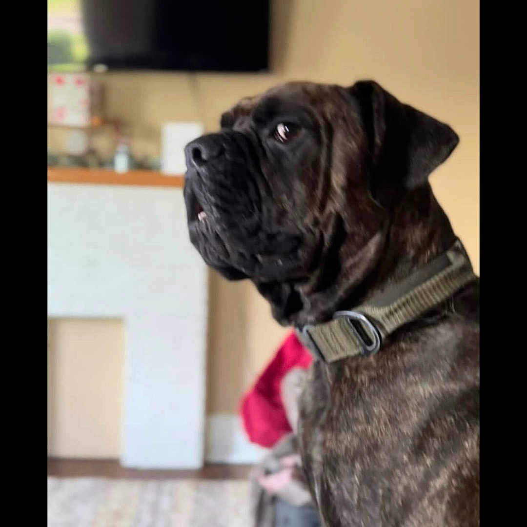 Sarge