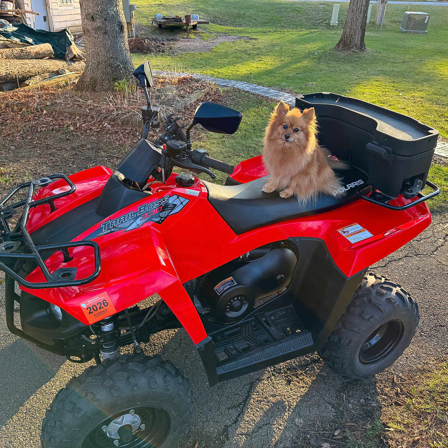 Peaches joined the competition — help win amazing prizes! animal, atv, cute, daylight, dog, four_wheeler, grass, logs, nature, outdoor, parked, pet, polaris, pomeranian, red_vehicle, shadow, sunlight, tree, vehicle, yard