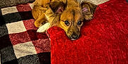Cali joined the competition — help win amazing prizes! dog, brown_dog, blanket, red_pillow, couch, fur, pet, resting, cozy, indoor, fur_texture, canine, comfort, relaxation, animal, cute, ears, face, home, soft
