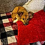 dog, brown_dog, blanket, red_pillow, couch, fur, pet, resting, cozy, indoor, fur_texture, canine, comfort, relaxation, animal, cute, ears, face, home, soft