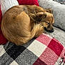 Cali joined the competition — help win amazing prizes! dog, sleeping, couch, blanket, red_cushion, plaid, cozy, fur, pet, indoor, resting, curled_up, snout, tail, ears, home, relaxing, comfort, animal, brown_fur