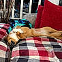 Cali joined the competition — help win amazing prizes! dog, couch, blanket, red_pillow, plaid_pattern, living_room, fur, pet, relaxed, stretching, cozy, furniture, home_interior, decor, animal, canine, pillow, resting, indoor, cute