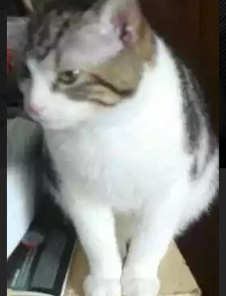 Zorro is registered to the contest to win money with this photo: aegean_cat, american_wirehair, asian, carnivore, cat, domestic_short_haired_cat, european_shorthair, eye, facial_expression, felidae, fur, head, kitten, mammal, nose, polydactyl_cat, small_to_medium_sized_cats, tabby_cat, vertebrate, whiskers