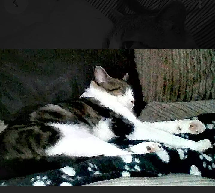 Zorro joined the competition — help win amazing prizes! aegean_cat, american_shorthair, american_wirehair, asian, black_and_white, carnivore, cat, domestic_short_haired_cat, european_shorthair, felidae, fur, kitten, nap, paw, polydactyl_cat, small_to_medium_sized_cats, tabby_cat, tail, whiskers, wildlife