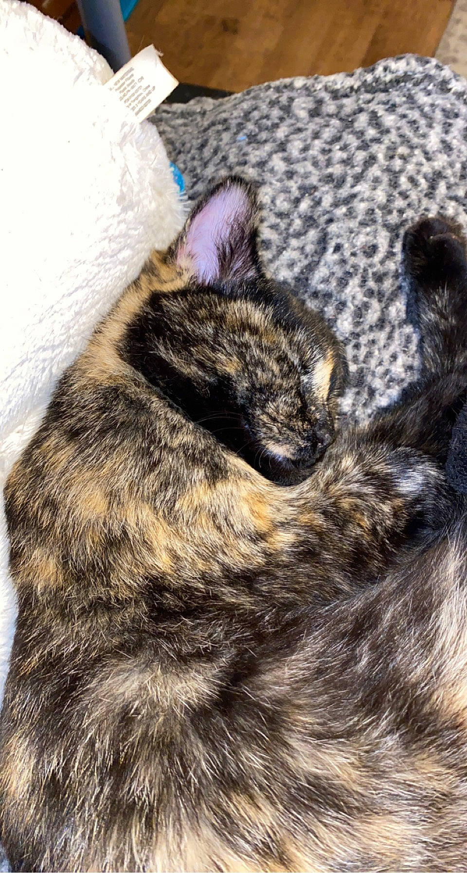 Cookie is registered to the contest to win money with this photo: carnivore, cat, claw, comfort, domestic_short_haired_cat, felidae, fur, nap, natural_material, paw, sleep, small_to_medium_sized_cats, snout, tail, terrestrial_animal, whiskers