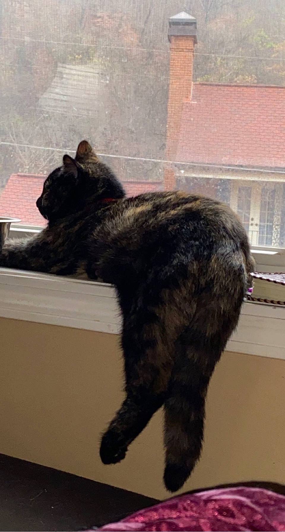 Cookie is registered to the contest to win money with this photo: black_cat, bombay, carnivore, cat, claw, domestic_short_haired_cat, felidae, flooring, fur, paw, small_to_medium_sized_cats, snout, tail, terrestrial_animal, whiskers, window, wood
