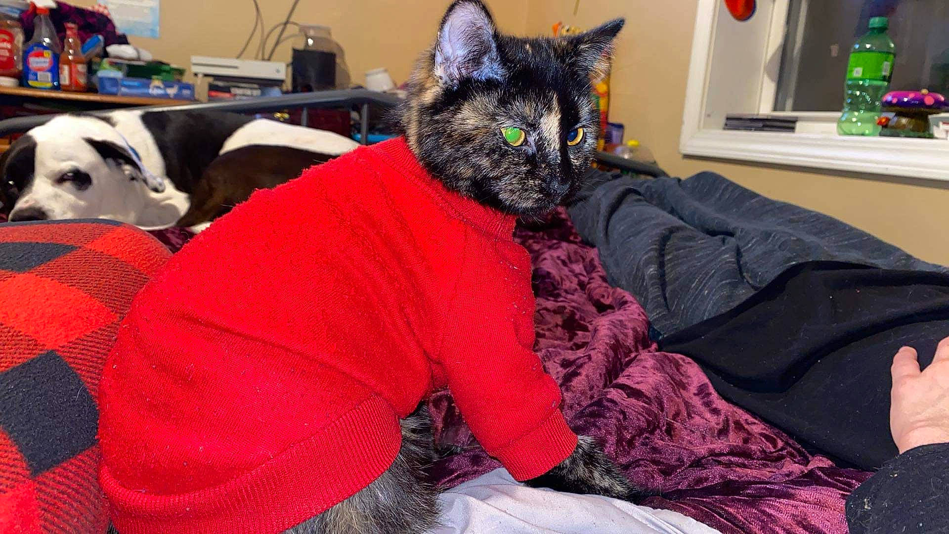 Cookie joined the competition — help win amazing prizes! bed, black_cat, bombay, carnivore, cat, comfort, couch, domestic_short_haired_cat, felidae, fur, green, grey, houseplant, lap, mammal, plant, sitting, small_to_medium_sized_cats, tree, whiskers