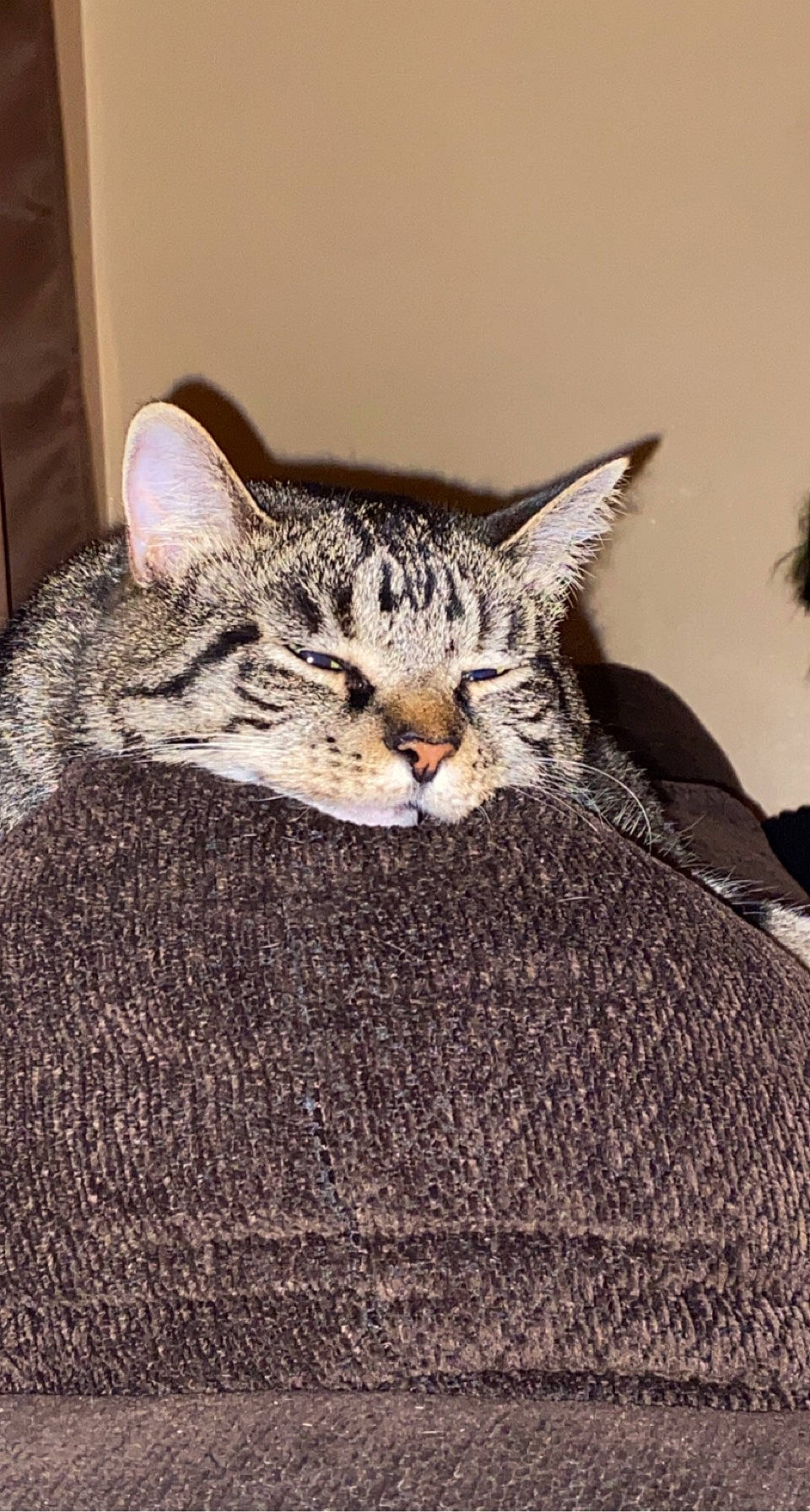 Pru is registered to the contest to win money with this photo: carnivore, cat, claw, comfort, domestic_short_haired_cat, door, felidae, fur, grey, linens, pattern, paw, small_to_medium_sized_cats, tail, terrestrial_animal, whiskers, wildlife, wood