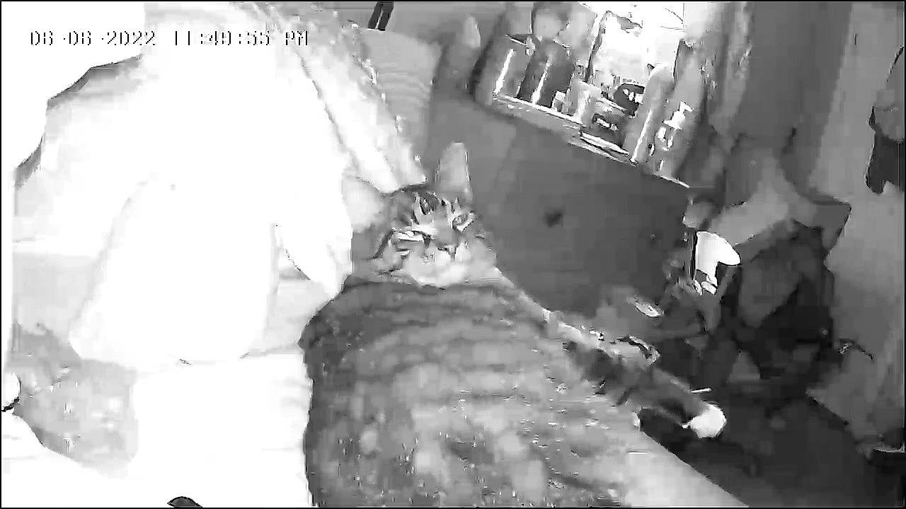 Pru joined the competition — help win amazing prizes! beauty, black_and_white, carnivore, cat, comfort, darkness, domestic_short_haired_cat, felidae, flash_photography, fur, gesture, monochrome, monochrome_photography, paw, photo_caption, small_to_medium_sized_cats, snout, stock_photography, style, whiskers