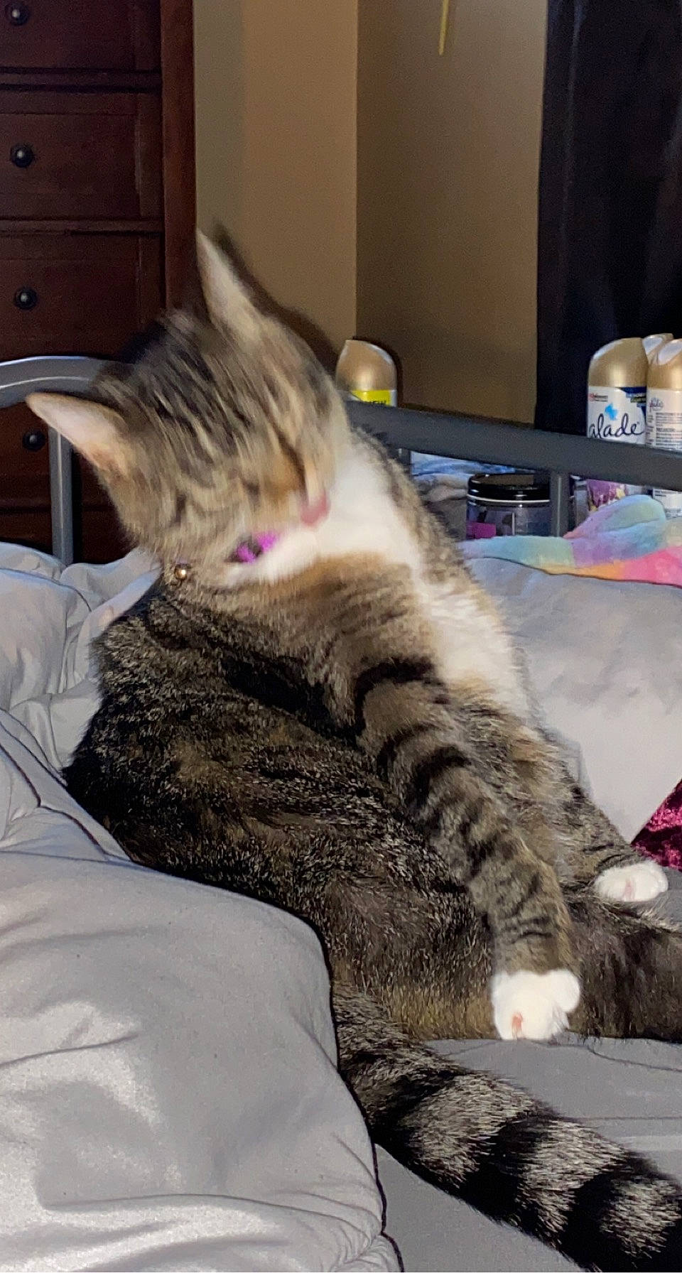 Pru is registered to the contest to win money with this photo: bed, cabinetry, carnivore, cat, claw, comfort, domestic_short_haired_cat, felidae, fur, grey, linens, nap, paw, small_to_medium_sized_cats, tail, whiskers