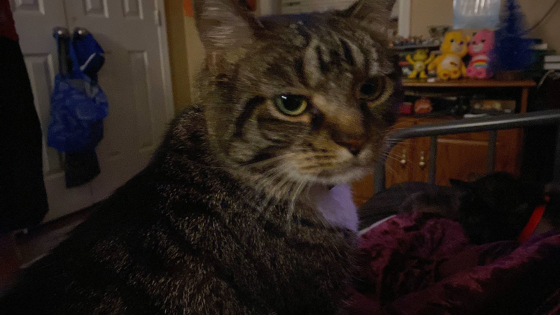 Pru is registered to the contest to win money with this photo: carnivore, cat, domestic_short_haired_cat, door, felidae, fur, shelf, small_to_medium_sized_cats, snout, terrestrial_animal, whiskers, window