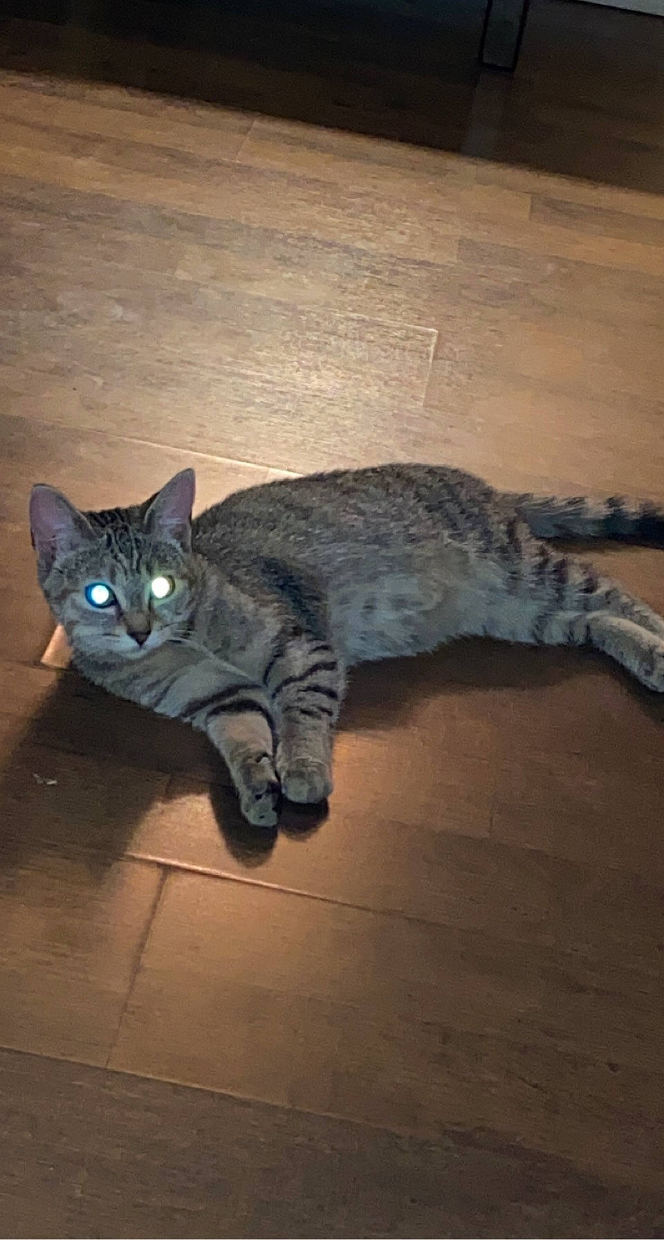 Jinx is registered to the contest to win money with this photo: art, carnivore, cat, cat_toy, comfort, domestic_short_haired_cat, electric_blue, felidae, floor, flooring, fur, grey, hardwood, metal, paw, small_to_medium_sized_cats, tail, terrestrial_animal, whiskers, wood