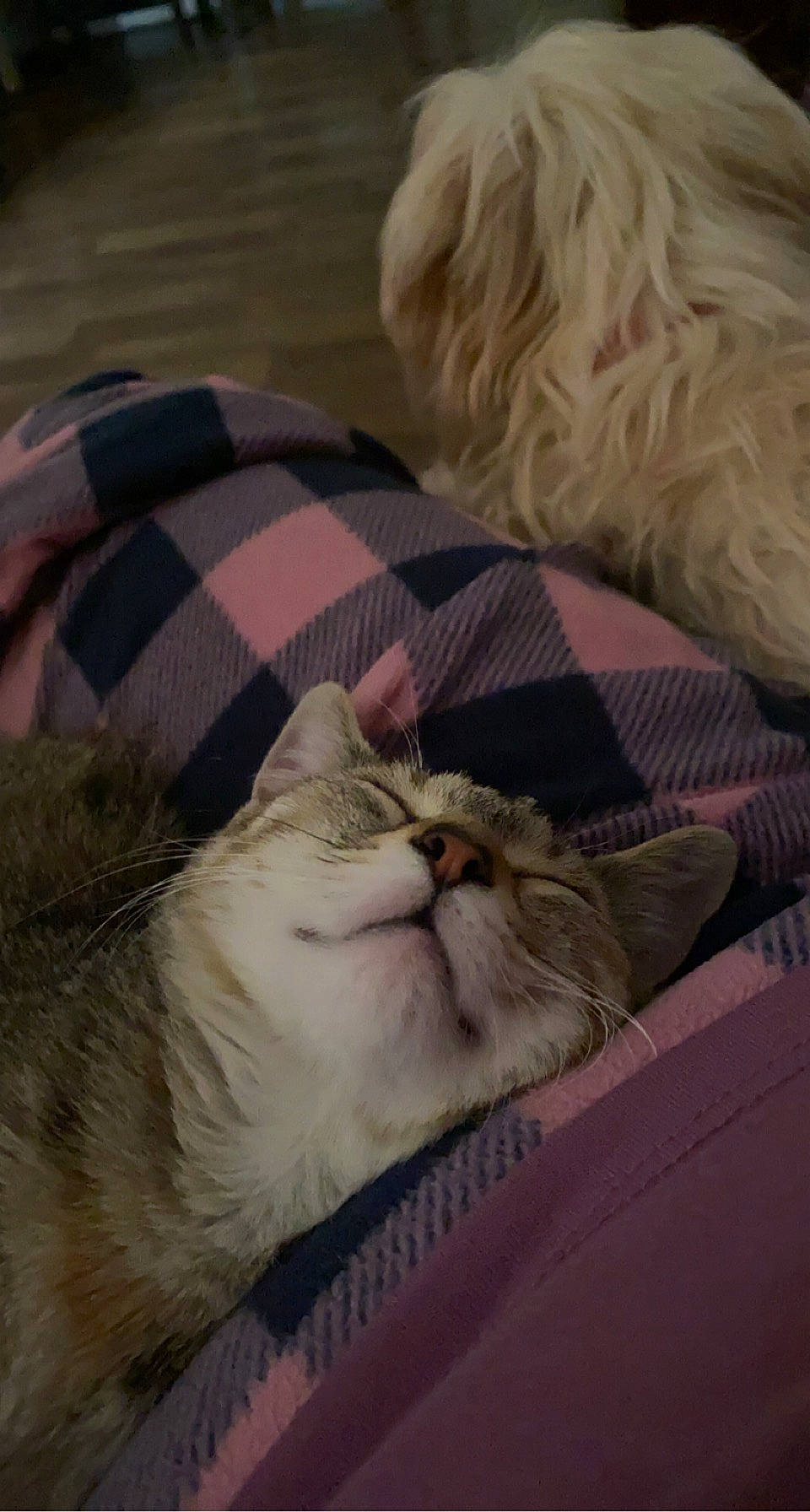 Jinx joined the competition — help win amazing prizes! carnivore, cat, claw, comfort, companion_dog, dog, domestic_short_haired_cat, fawn, felidae, fur, linens, nap, paw, sleep, small_to_medium_sized_cats, snout, tail, terrestrial_animal, toy_dog, whiskers