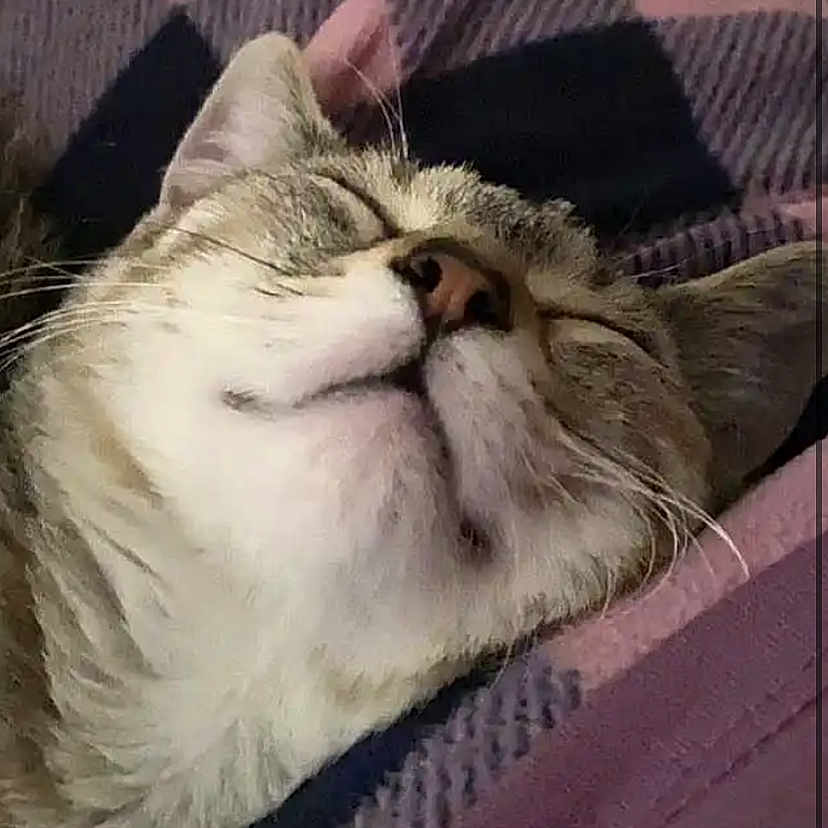 Jinx is registered to the contest to win money with this photo: box, carnivore, cat, comfort, domestic_short_haired_cat, fawn, felidae, fur, nap, pattern, paw, rectangle, sleep, small_to_medium_sized_cats, snout, square, terrestrial_animal, textile, whiskers, wood