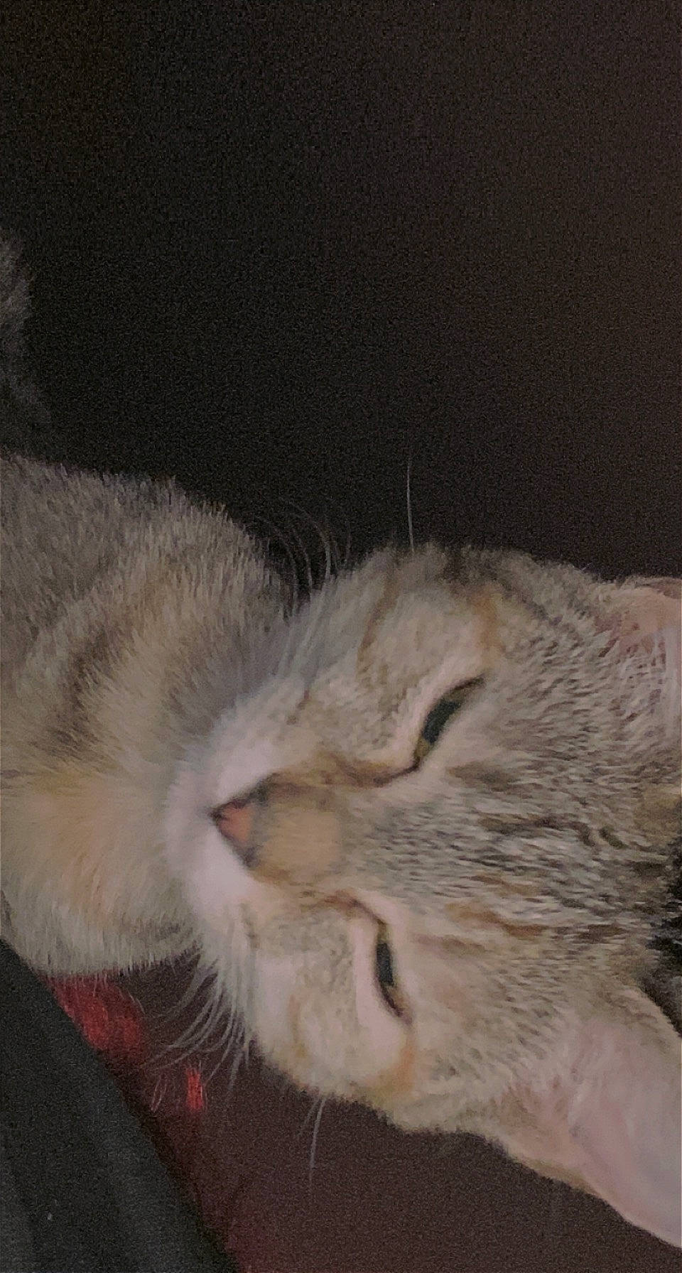 Jinx joined the competition — help win amazing prizes! canidae, carnivore, cat, claw, comfort, domestic_short_haired_cat, ear, fawn, felidae, fur, nap, paw, sleep, small_to_medium_sized_cats, snout, tail, terrestrial_animal, whiskers, wildlife