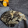 Hades joined the competition — help win amazing prizes! cat, tabby, sleeping, couch, gray, plush_toy, yellow, indoor, pet, feline, cozy, resting, curled_up, soft_light, textured, comfortable, domestic, animal, relaxing, household