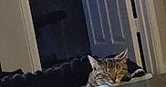 Hades joined the competition — help win amazing prizes! cat, sleeping, tabby, indoor, bed, door, dim_light, resting, feline, quiet, cozy, relaxed, home, animal, pet, fur, ears, closed_eyes, container, dark_background