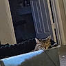 cat, sleeping, tabby, indoor, bed, door, dim_light, resting, feline, quiet, cozy, relaxed, home, animal, pet, fur, ears, closed_eyes, container, dark_background