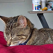 Hades joined the competition — help win amazing prizes! cat, tabby_cat, sleeping, red_blanket, pet, indoor, closeup, fur, whiskers, ear, medicine_bottle, table, cup, resting, cozy, domestic_animal, home, furniture, relaxation, sleep