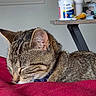 cat, tabby_cat, sleeping, red_blanket, pet, indoor, closeup, fur, whiskers, ear, medicine_bottle, table, cup, resting, cozy, domestic_animal, home, furniture, relaxation, sleep