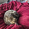 Hades joined the competition — help win amazing prizes! cat, tabby_cat, curled_up, sleeping, blanket, red_blanket, indoor, cozy, pet, fur, resting, napping, home, carpet, furniture, soft_texture, animal, cute, relaxed, TikTok_watermark