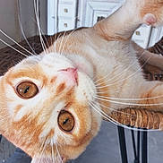 Azraël participe au concours pour gagner de l'argent avec cette photo : animal, brown_eyes, cat, chair, closeup, curious, cute, domestic_cat, ear, floor, fur, furniture, indoor, looking, nose, orange_cat, pet, relaxed, whiskers, wicker