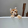 Azraël participe au concours pour gagner de l'argent avec cette photo : animal, bathroom, bathtub, cat, claws, close_up, curiosity, curious, cute, domestic_cat, ears, escape, feline, indoor, orange_tabby, paws, pet, playful, whiskers, wide_eyes