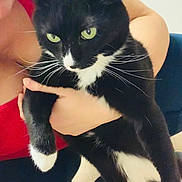 Bootsie is registered to the contest to win money with this photo: cat, black_cat, white_paws, green_eyes, person, red_top, arm, whiskers, indoor, holding, pet, feline, closeup, fur, expression, animal, companion, domestic, cute, portrait