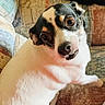 Precious joined the competition — help win amazing prizes! animal, black_fur, brown_eyes, closeup, companion, couch, cute, dog, domestic_dog, ears, funny_expression, indoor, looking_up, patterned_fabric, pet, relaxed, sitting, snout, whiskers, white_fur
