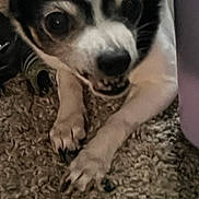 Precious is registered to the contest to win money with this photo: animal, black_and_white, canine, carpet, chewing, close, close_up, dog, domestic_animal, expression, face, fur, furry, indoor, lying_down, paws, pet, small_dog, snout, teeth