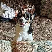 Precious joined the competition — help win amazing prizes! dog, small_dog, happy, excited, indoor, carpet, blanket, crate, couch, patterned_fabric, pet, animal, smiling, fur, ears, teeth, home, living_room, cute, playful