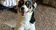 Precious joined the competition — help win amazing prizes! animal, blanket, carpet, couch, crate, cute, dog, ears, excited, fur, happy, home, indoor, living_room, patterned_fabric, pet, playful, small_dog, smiling, teeth