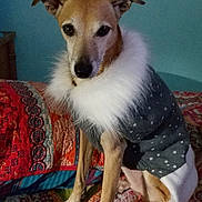 Tusella Bella joined the competition — help win amazing prizes! dog, pet, sweater, clothing, bed, quilt, indoor, animal, canine, fur, ears, face, portrait, sitting, comfort, warmth, textile, pattern, cozy, resting