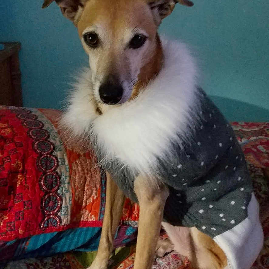 Tusella Bella joined the competition — help win amazing prizes! animal, bed, canine, clothing, comfort, cozy, dog, ears, face, fur, indoor, pattern, pet, portrait, quilt, resting, sitting, sweater, textile, warmth