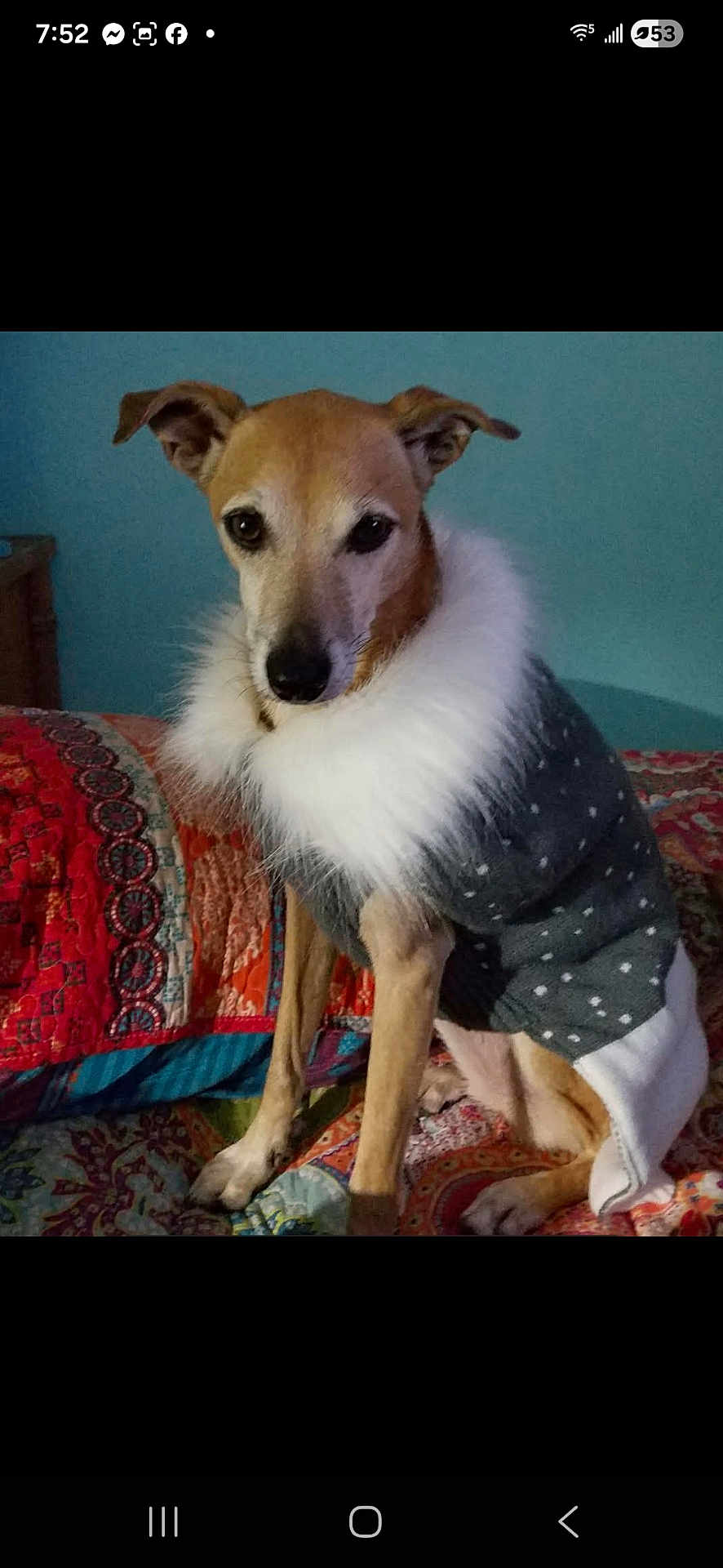 Tusella Bella joined the competition — help win amazing prizes! dog, pet, sweater, clothing, bed, quilt, indoor, animal, canine, fur, ears, face, portrait, sitting, comfort, warmth, textile, pattern, cozy, resting