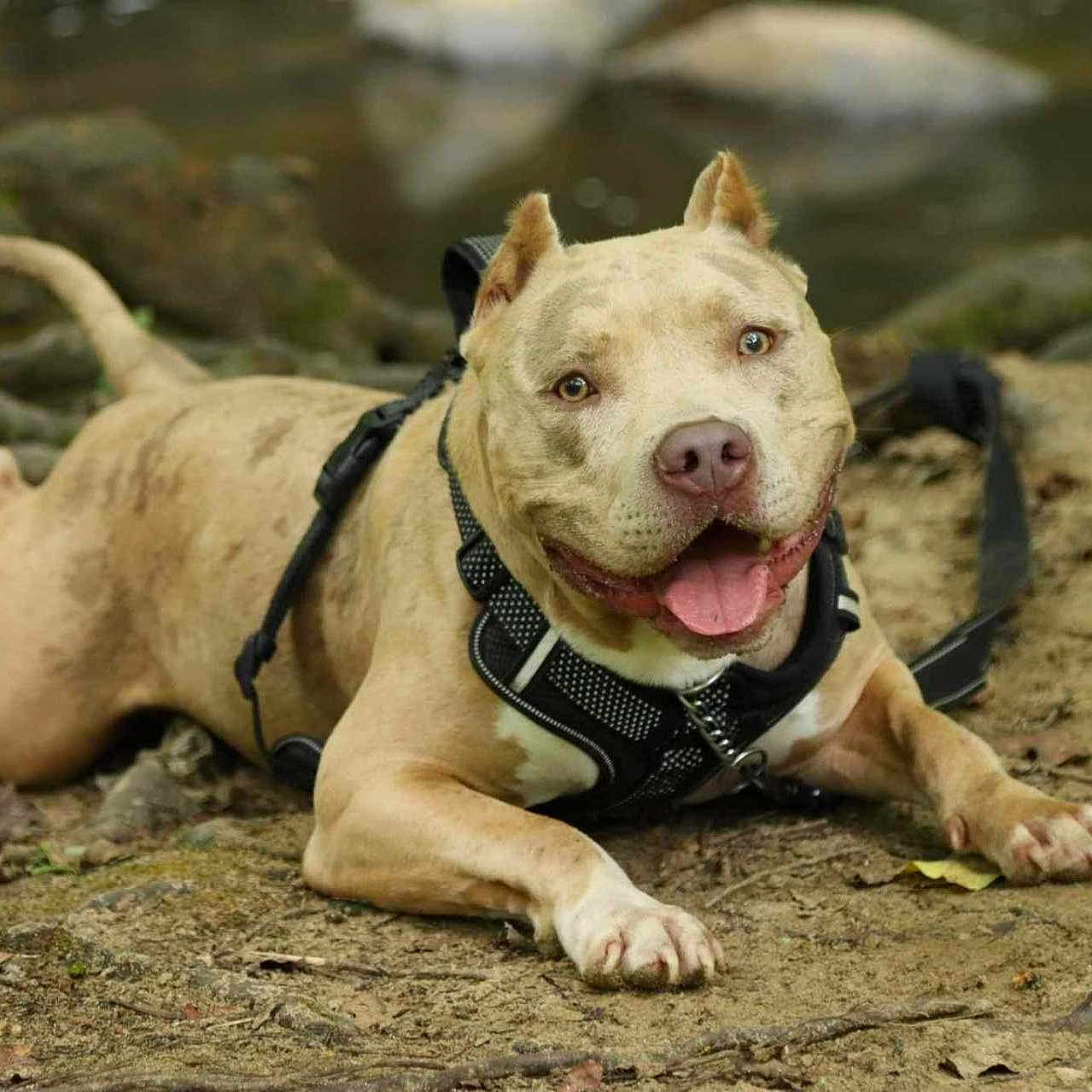 Chichi joined the competition — help win amazing prizes! accessories, animal, ball, boxer, bulldog, canine, dog, football, frenchbulldog, mud, outdoors, pet, pitbull, policedog, puppy, rock, snout, soil, strap, whitedog