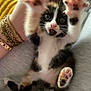 adorable, animal, bracelet, cat, closeup, cute, expression, feline, fur, gold, hand, indoor, kitten, paw, pet, playful, soft, tiny, whiskers, young