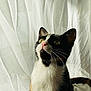 animal, calico, cat, close_up, cozy, curious, curtain, cute, domestic_cat, ears, feline, fur, indoor, looking_up, pet, portrait, sitting, soft_light, whiskers, white