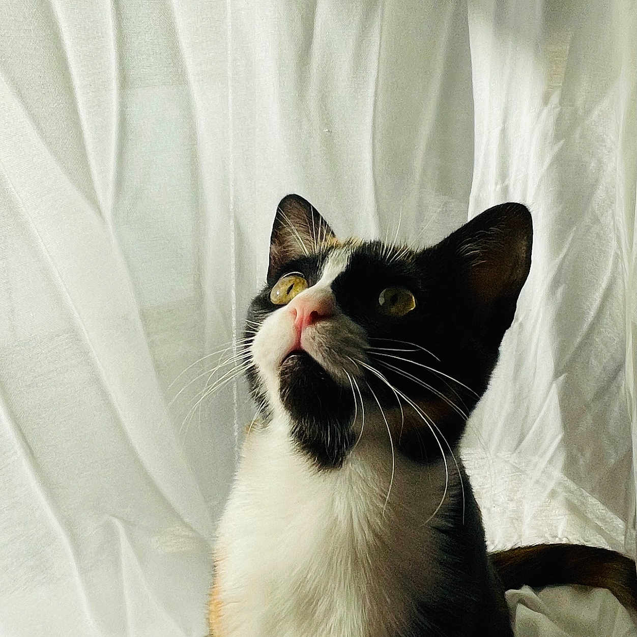 Venus participe au concours pour gagner de l'argent avec cette photo : animal, calico, cat, close_up, cozy, curious, curtain, cute, domestic_cat, ears, feline, fur, indoor, looking_up, pet, portrait, sitting, soft_light, whiskers, white