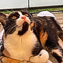 Venus a rejoint le concours — aidez-le/la à gagner de superbes lots ! animal, black, calico_cat, cat, closeup, comfort, cute, domestic_cat, feline, fur, looking_up, orange, outdoor, paws, pet, portrait, relaxed, soft_texture, whiskers, white