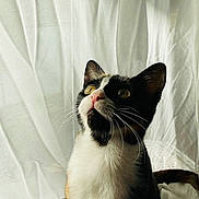 Venus is registered to the contest to win money with this photo: cat, calico, pet, animal, whiskers, curious, indoor, curtain, soft_light, feline, looking_up, close_up, white_fur, black_fur, orange_fur, nose, ears, floor, quiet, peaceful