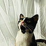 cat, calico, pet, animal, whiskers, curious, indoor, curtain, soft_light, feline, looking_up, close_up, white_fur, black_fur, orange_fur, nose, ears, floor, quiet, peaceful