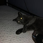 Luna joined the competition — help win amazing prizes! cat, gray_cat, pet, mattress, bed, lying_down, indoor, feline, dark, eyes_glowing, texture, animal, resting, night, shadow, furniture, cute, sleepy, cozy, domestic