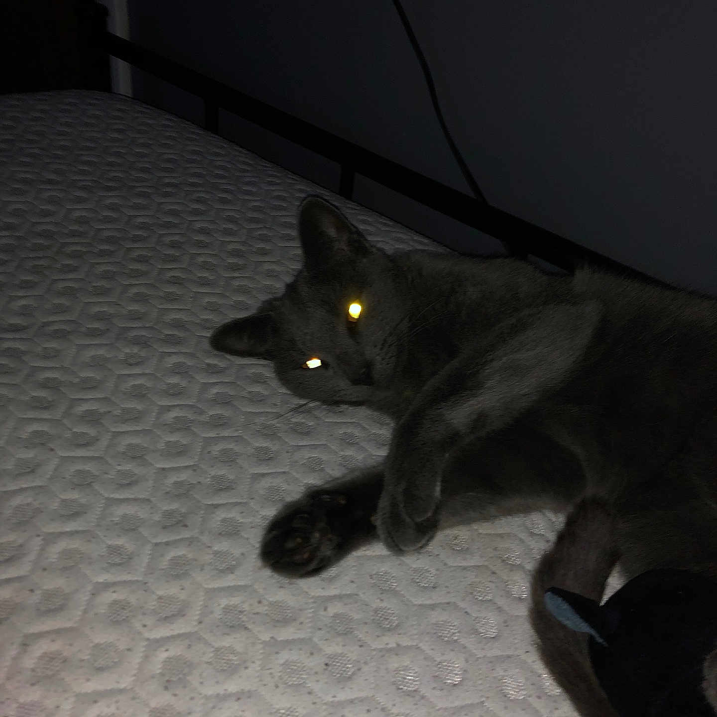Luna joined the competition — help win amazing prizes! cat, gray_cat, pet, mattress, bed, lying_down, indoor, feline, dark, eyes_glowing, texture, animal, resting, night, shadow, furniture, cute, sleepy, cozy, domestic