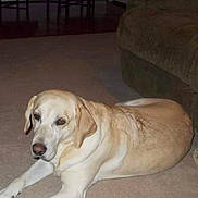 Daisy is registered to the contest to win money with this photo: dog, labrador, indoor, carpet, living_room, furniture, sofa, canine, pet, relaxed, brown, beige, animal, laying_down, domestic, household, floor, ears, tail, mammal