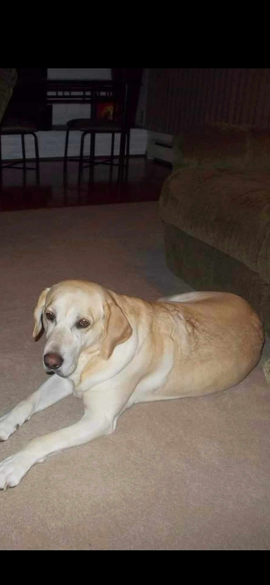 Daisy is registered to the contest to win money with this photo: dog, labrador, indoor, carpet, living_room, furniture, sofa, canine, pet, relaxed, brown, beige, animal, laying_down, domestic, household, floor, ears, tail, mammal