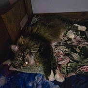 Chance joined the competition — help win amazing prizes! cat, tabby, fluffy, pet, sleeping, paws, blanket, floral_pattern, indoor, wooden_furniture, cozy, relaxed, fur, long_hair, resting, animal, cute, comfort, home, soft